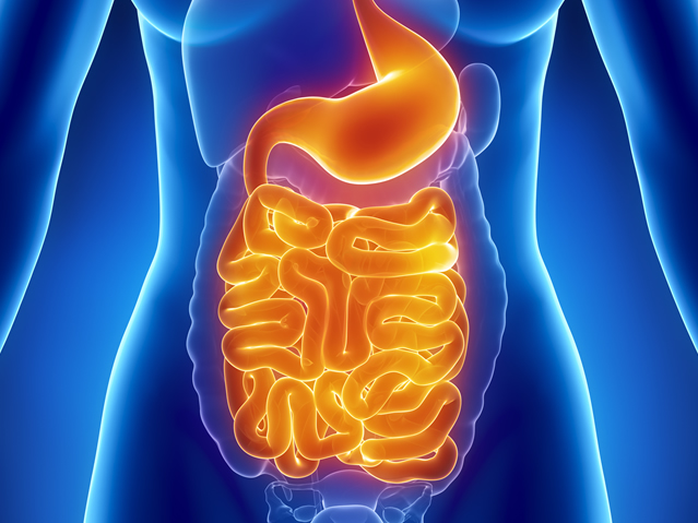 Colon Anatomy